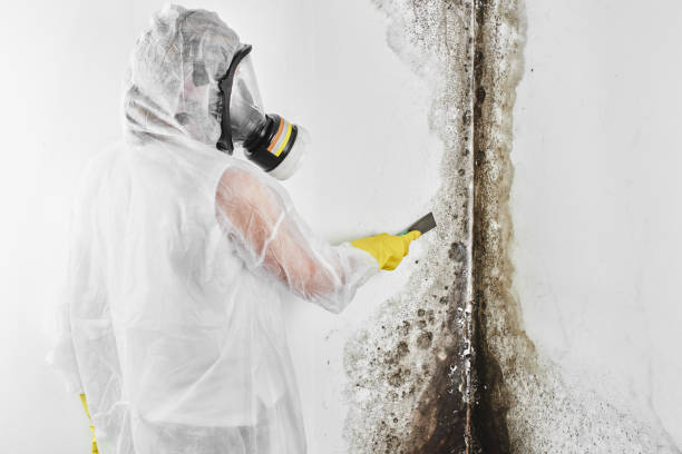 Best Mold Removal Process  in Carlin, NV