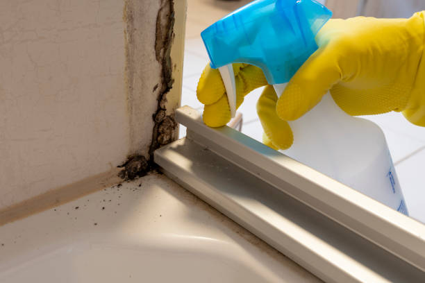Best Mold Damage Repair  in Carlin, NV