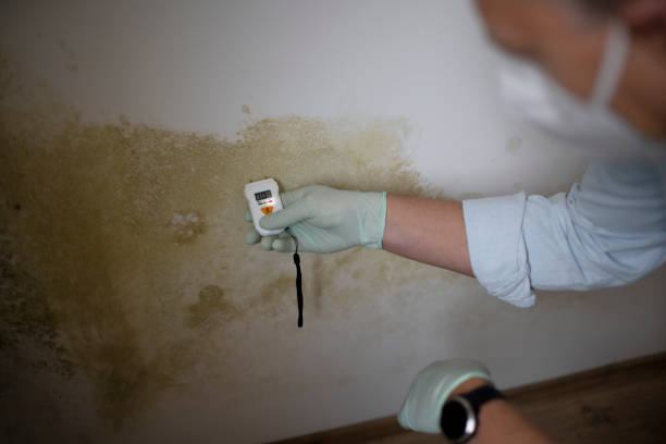 Best Local Mold Removal Service  in Carlin, NV