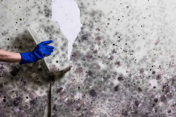 Best Office Mold Removal Services  in Carlin, NV